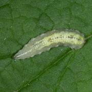 Syrphus ribesii (Linnaeus, 1758) - Syrphe du Groseillier (larve)