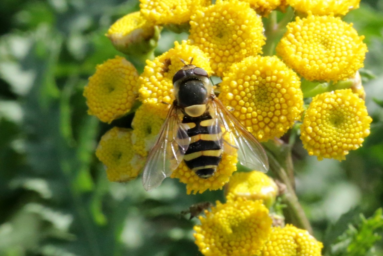 Syrphus torvus Osten-Sacken, 1875