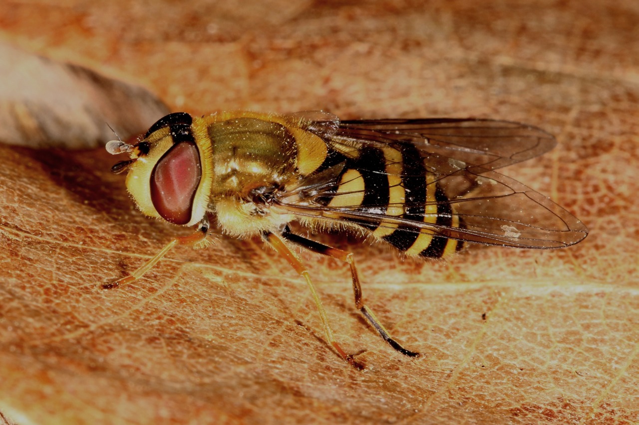 Syrphus vitripennis Meigen, 1822 (femelle)