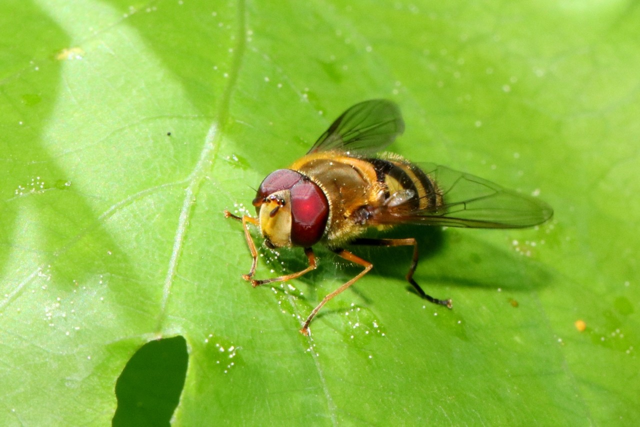 Syrphus vitripennis Meigen, 1822 (mâle)