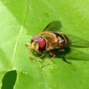 Syrphus vitripennis Meigen, 1822 (mâle)