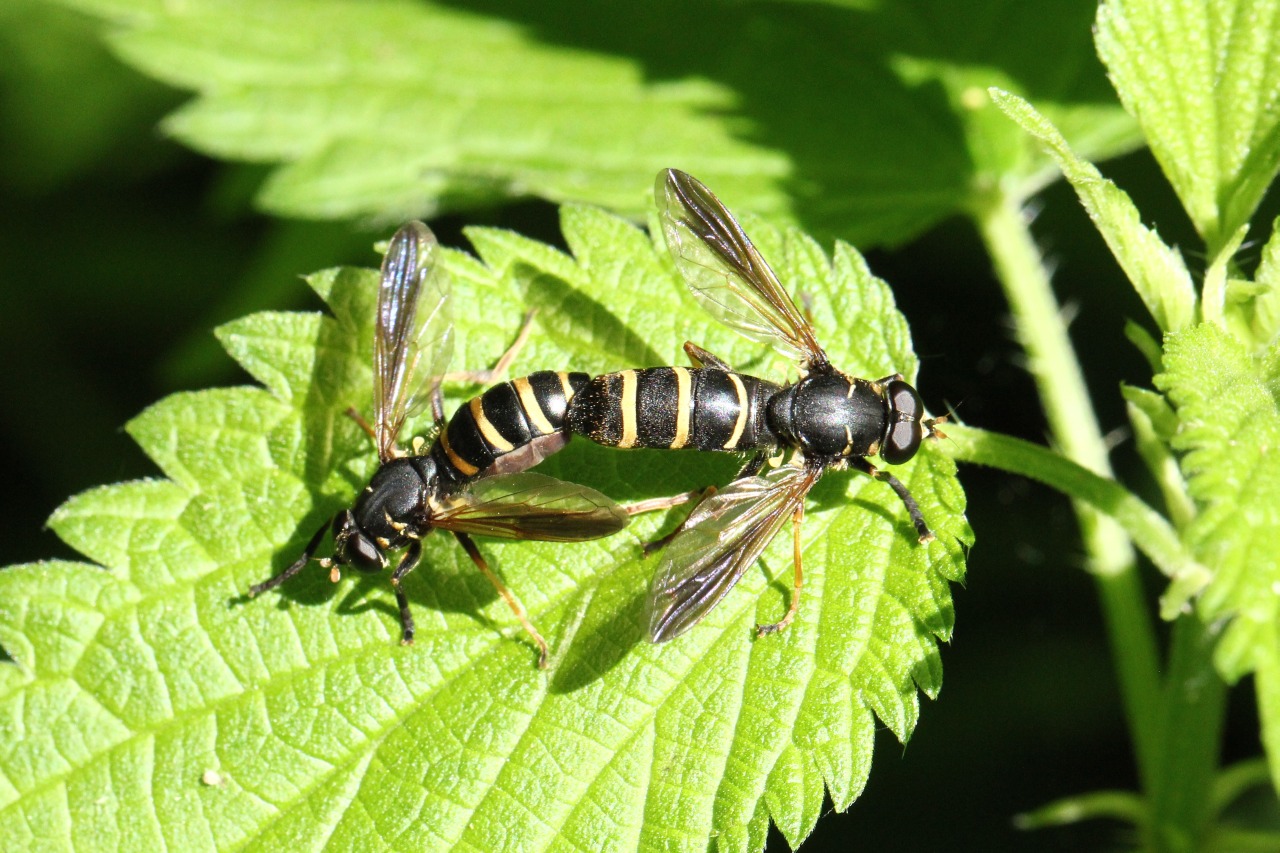 Temnostoma bombylans (Fabricius, 1805)