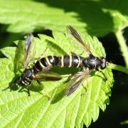 Temnostoma bombylans (Fabricius, 1805)