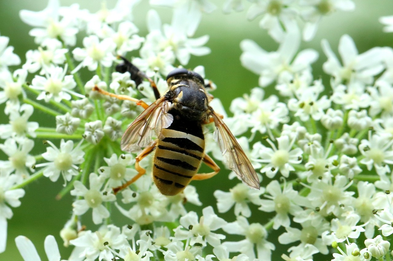 Temnostoma vespiforme (Linnaeus, 1758) (mâle)