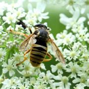 Temnostoma vespiforme (Linnaeus, 1758) (mâle)