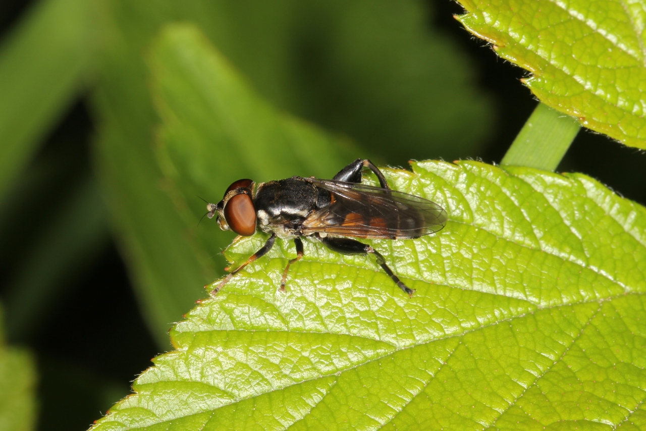 Tropidia scita (Harris, 1780) (femelle)