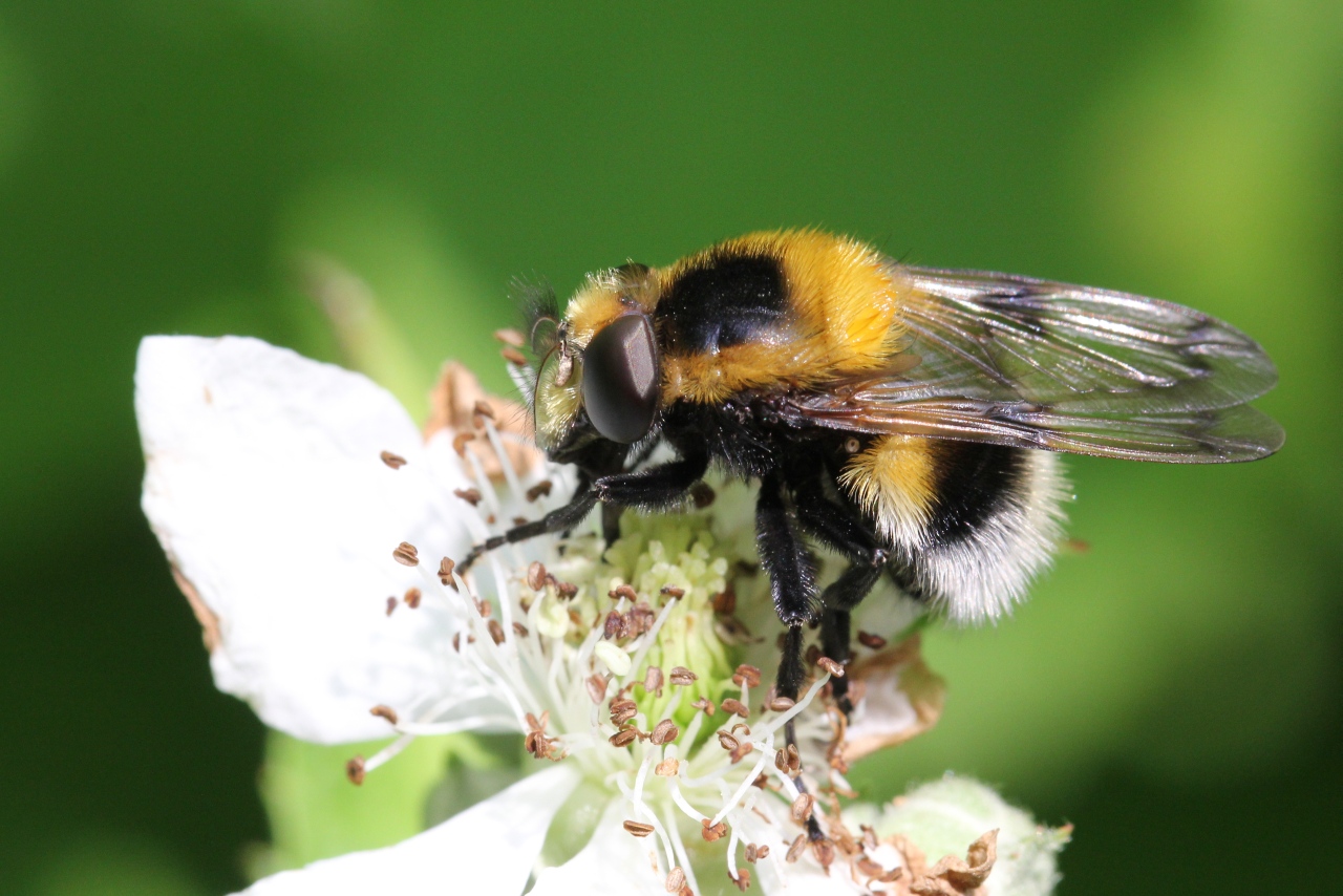 Volucella bombylans (De Geer, 1776) var. plumata - Volucelle bourdon (femelle)