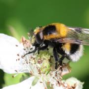 Volucella bombylans (De Geer, 1776) var. plumata - Volucelle bourdon (femelle)