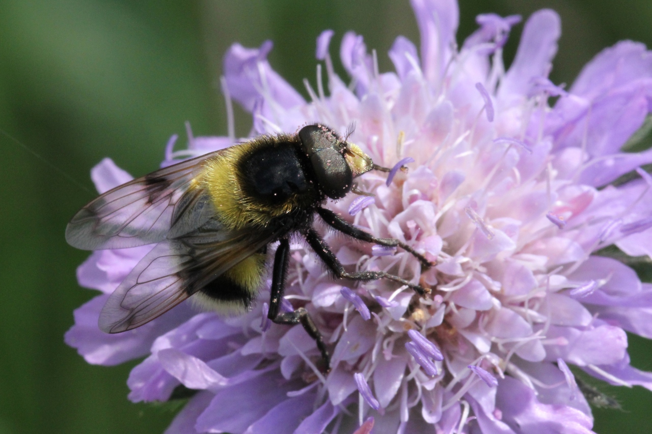 Volucella bombylans (De Geer, 1776) var. plumata - Volucelle bourdon (mâle)