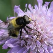 Volucella bombylans (De Geer, 1776) var. plumata - Volucelle bourdon (mâle)