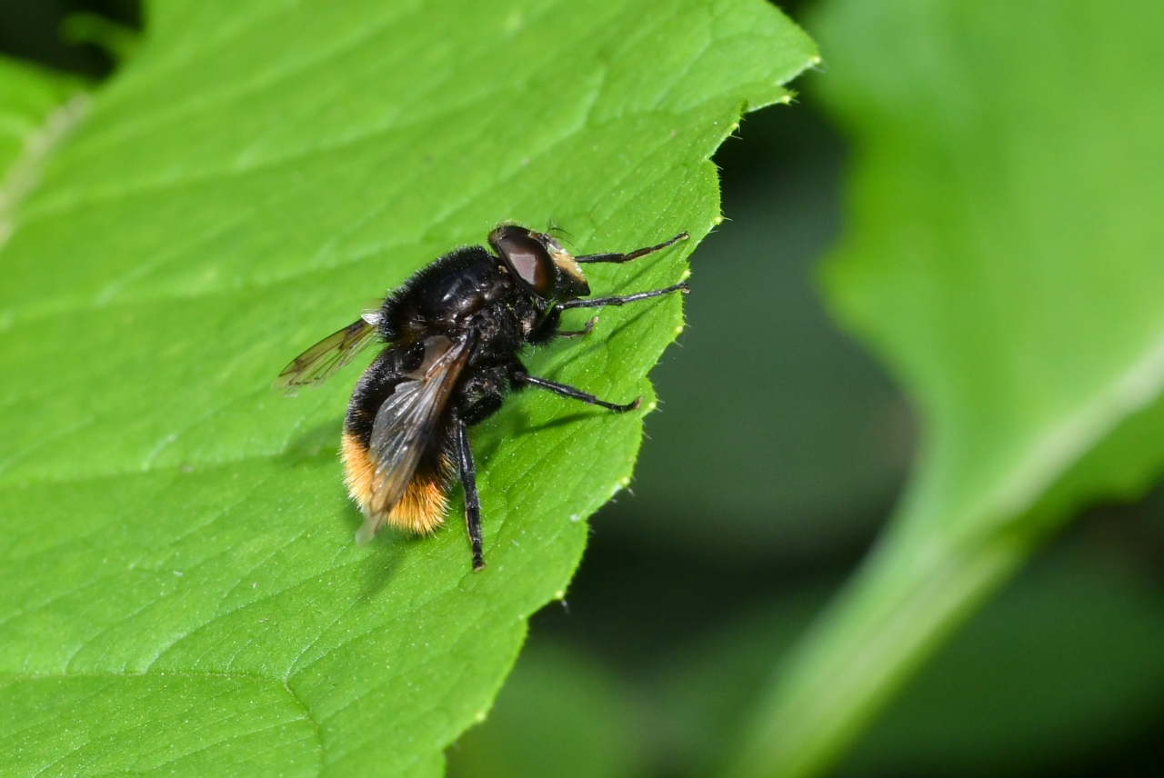 Volucella bombylans (Linnaeus, 1758) var. bombylans - Volucelle bourdon (mâle)