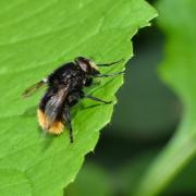 Volucella bombylans (Linnaeus, 1758) var. bombylans - Volucelle bourdon (mâle)