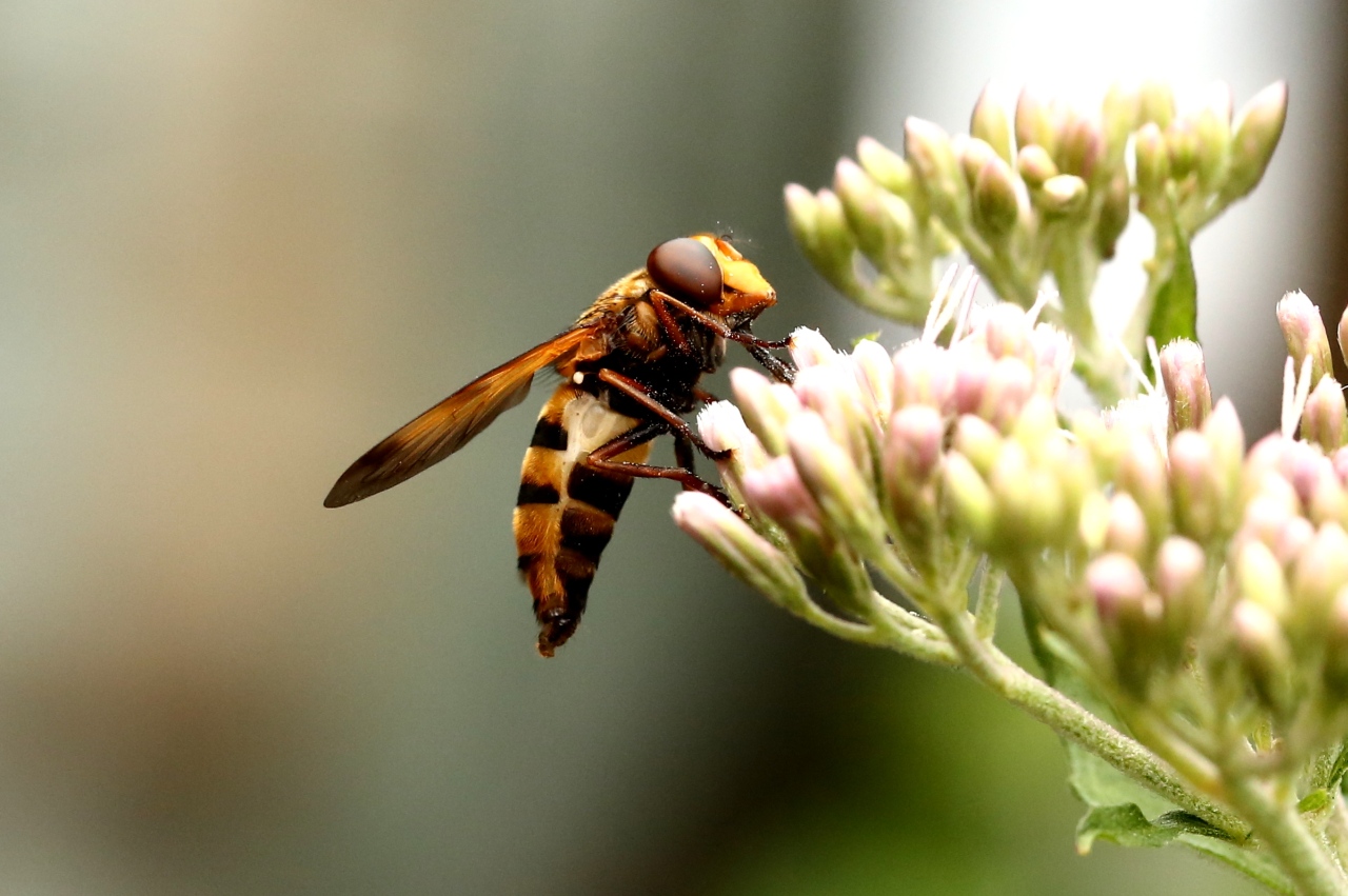 Volucella inanis (Linnaeus, 1758) -  Volucelle vide (femelle)