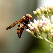 Volucella inanis (Linnaeus, 1758) -  Volucelle vide (femelle)