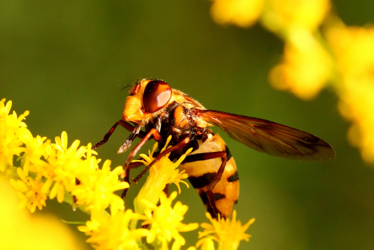 Volucella inanis (Linnaeus, 1758) - Volucelle vide (femelle)