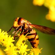 Volucella inanis (Linnaeus, 1758) - Volucelle vide (femelle)