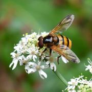 Volucella inanis (Linnaeus, 1758) - Volucelle vide (mâle) 