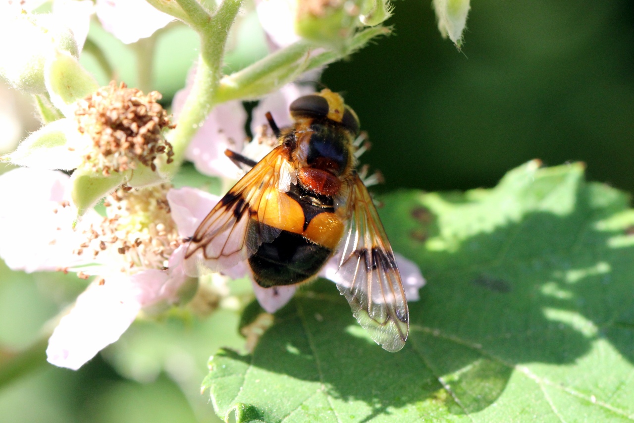 Volucella inflata (Fabricius, 1794) - Volucelle enflée (femelle)