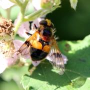 Volucella inflata (Fabricius, 1794) - Volucelle enflée (femelle)