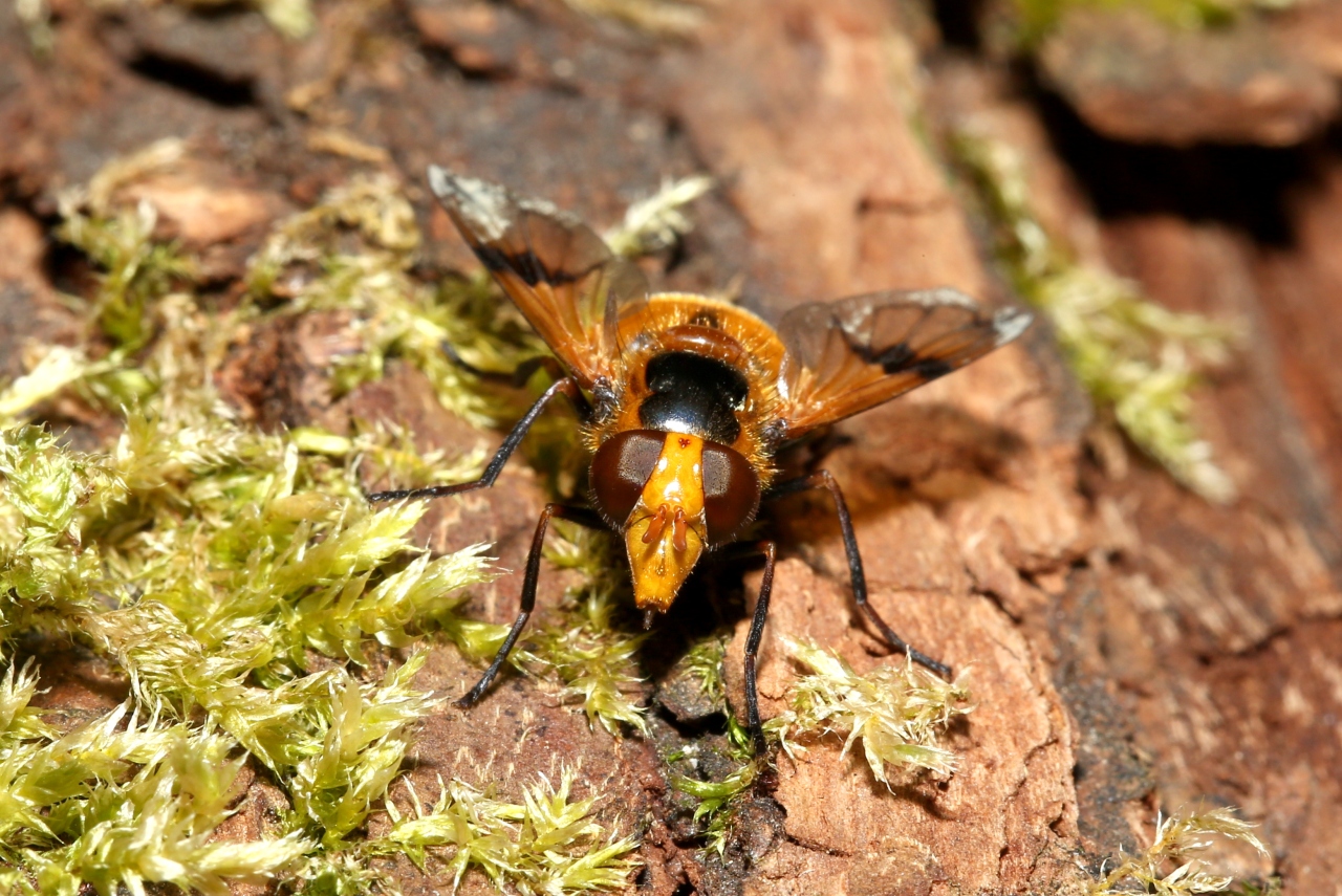 Volucella inflata (Fabricius, 1794) - Volucelle enflée (femelle)