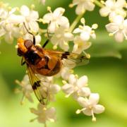 Volucella inflata (Fabricius, 1794) - Volucelle enflée (femelle)