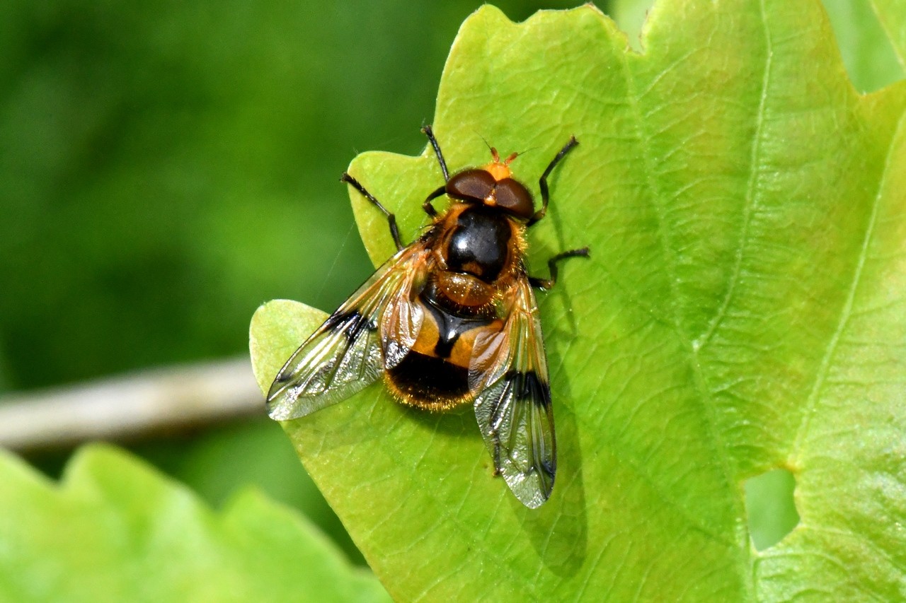 Volucella inflata (Fabricius, 1794) - Volucelle enflée (mâle)