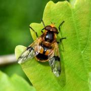 Volucella inflata (Fabricius, 1794) - Volucelle enflée (mâle)