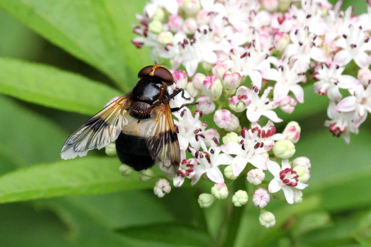 Volucella pellucens (Linnaeus, 1758) - Volucelle transparente, Volucelle à ventre blanc