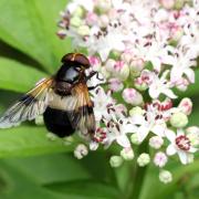 Volucella pellucens (Linnaeus, 1758) - Volucelle transparente, Volucelle à ventre blanc