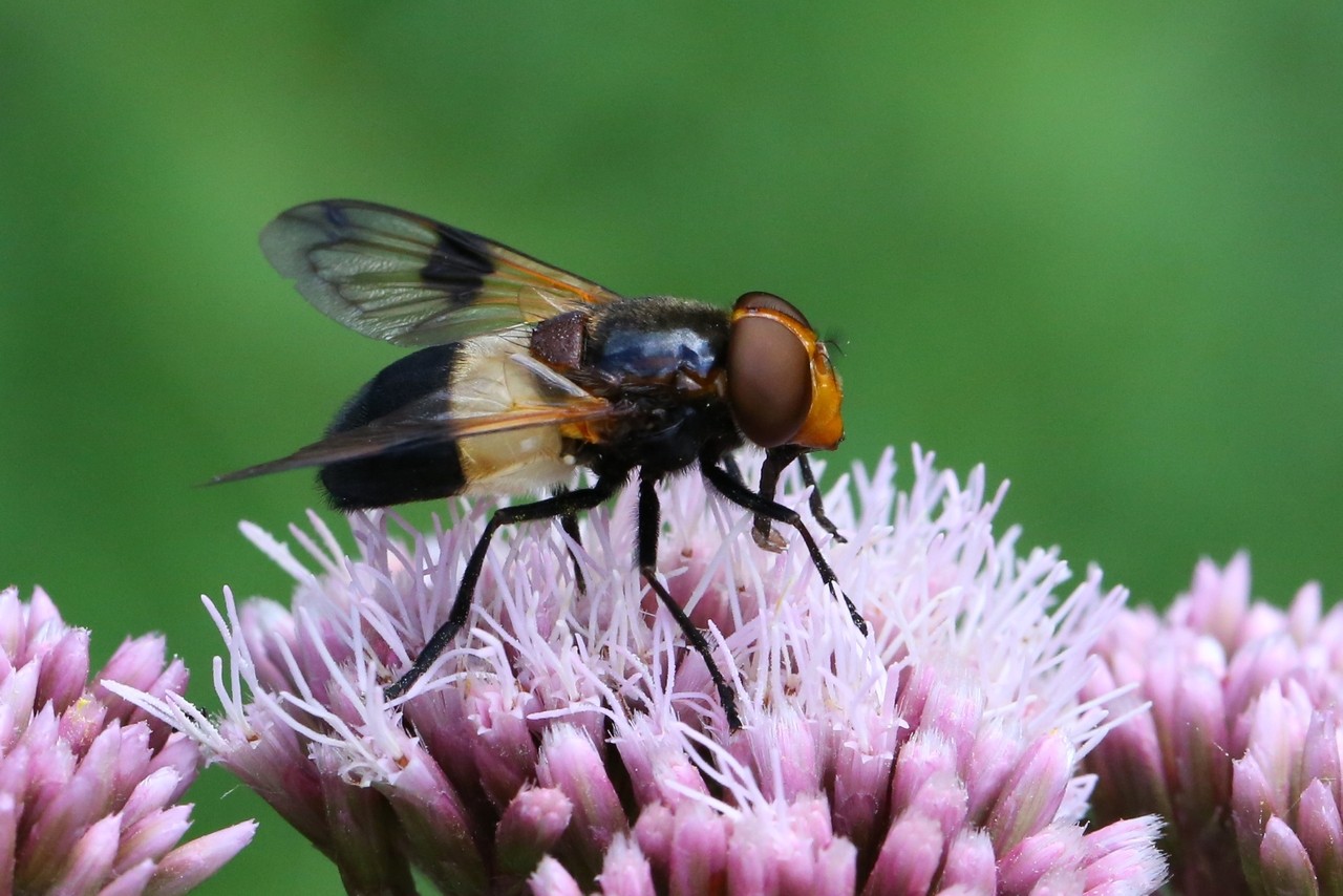 Volucella pellucens (Linnaeus, 1758) - Volucelle transparente, Volucelle à ventre blanc