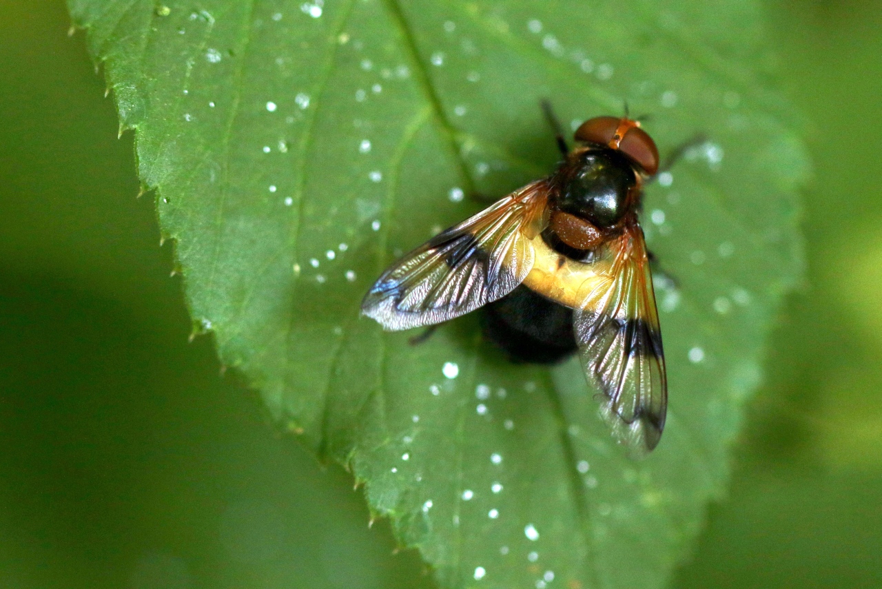 Volucella pellucens (Linnaeus, 1758) - Volucelle transparente, Volucelle à ventre blanc