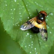 Volucella pellucens (Linnaeus, 1758) - Volucelle transparente, Volucelle à ventre blanc