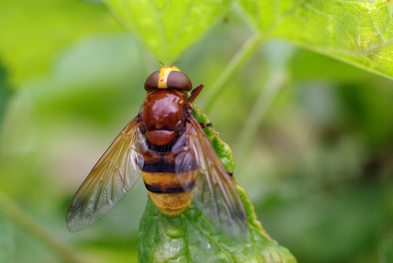 Volucella zonaria (Poda, 1761) - Volucelle zonée (femelle) 