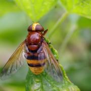 Volucella zonaria (Poda, 1761) - Volucelle zonée (femelle) 