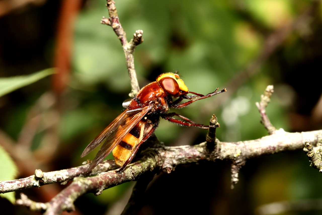 Volucella zonaria (Poda, 1761) - Volucelle zonée (femelle)