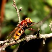 Volucella zonaria (Poda, 1761) - Volucelle zonée (femelle)