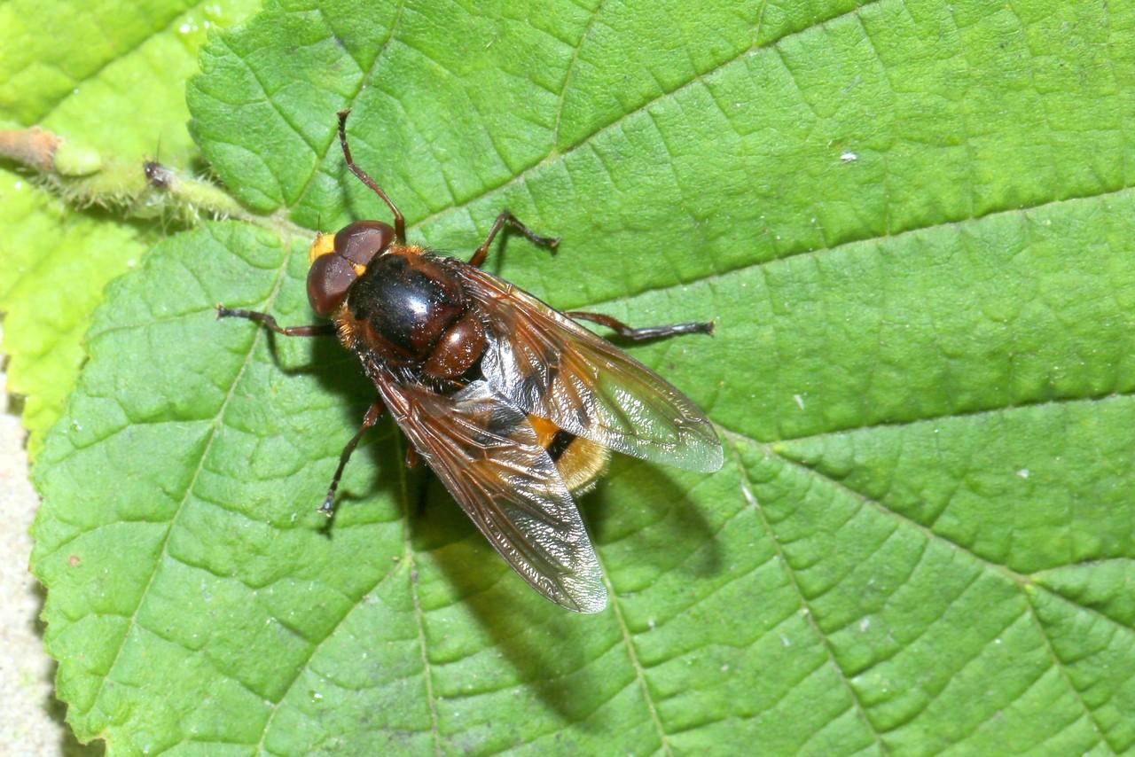 Volucella zonaria (Poda, 1761) - Volucelle zonée (mâle) 