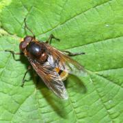 Volucella zonaria (Poda, 1761) - Volucelle zonée (mâle) 