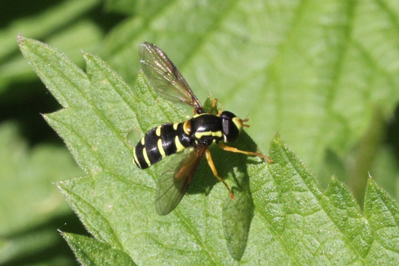 Xanthogramma citrofasciatum (De Geer, 1776) (mâle)