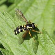 Xanthogramma citrofasciatum (De Geer, 1776) (mâle)