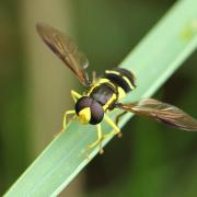 Xanthogramma pedissequum (Harris, 1778) - Syrphe des fourmilières 