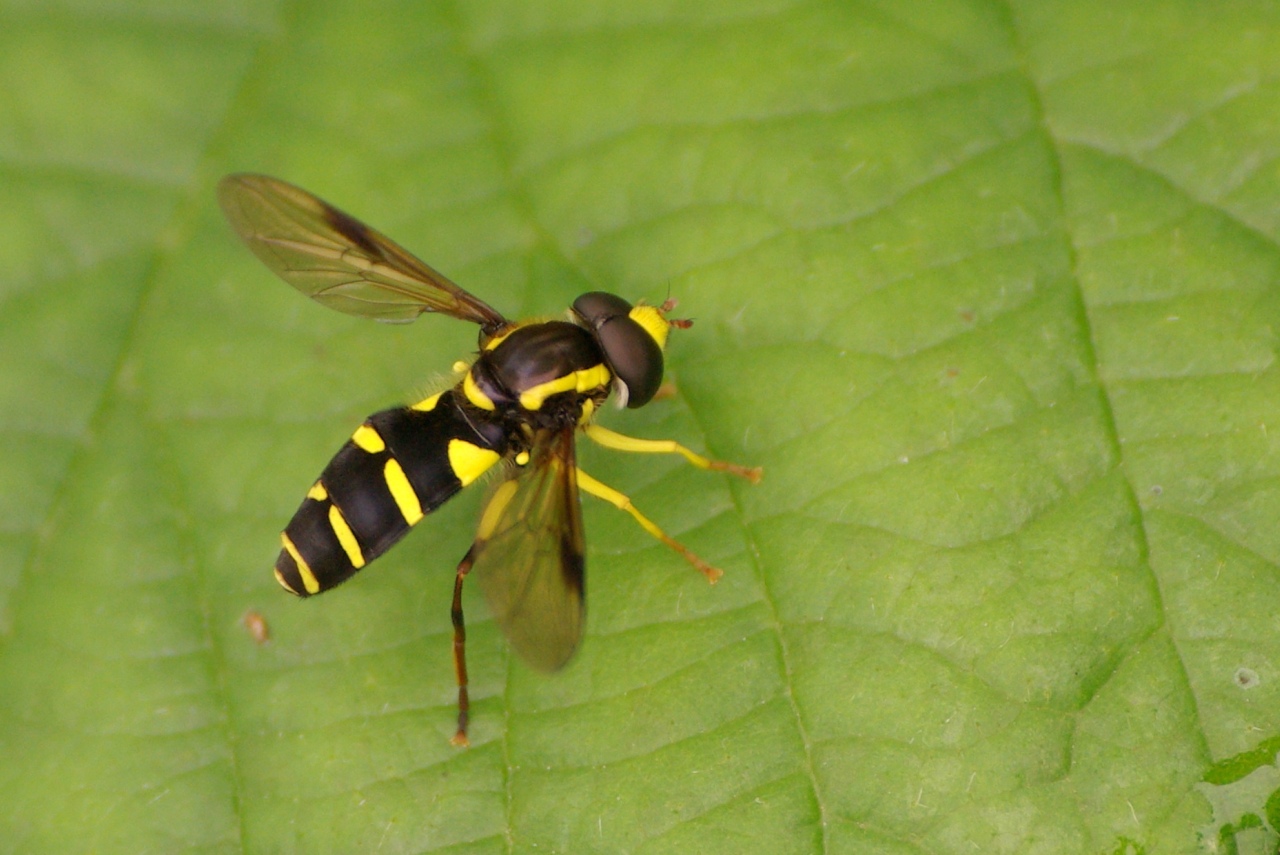 Xanthogramma pedissequum (Harris, 1778) - Syrphe des fourmilières (mâle)