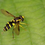 Xanthogramma pedissequum (Harris, 1778) - Syrphe des fourmilières (mâle)