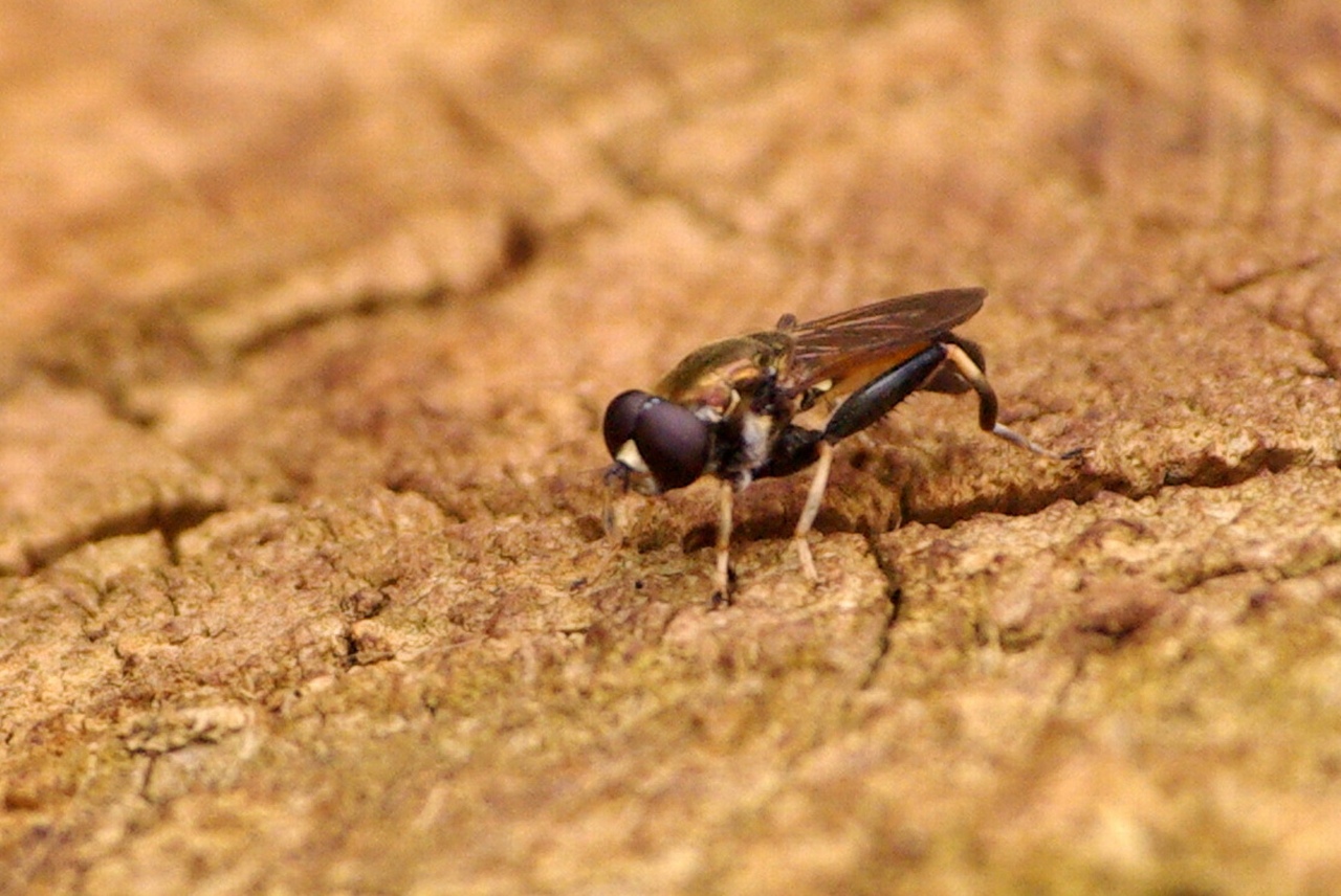 Xylota segnis (Linnaeus, 1758) - Xylote indolente