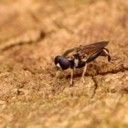 Xylota segnis (Linnaeus, 1758) - Xylote indolente