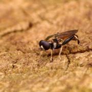 Xylota segnis (Linnaeus, 1758) - Xylote indolente