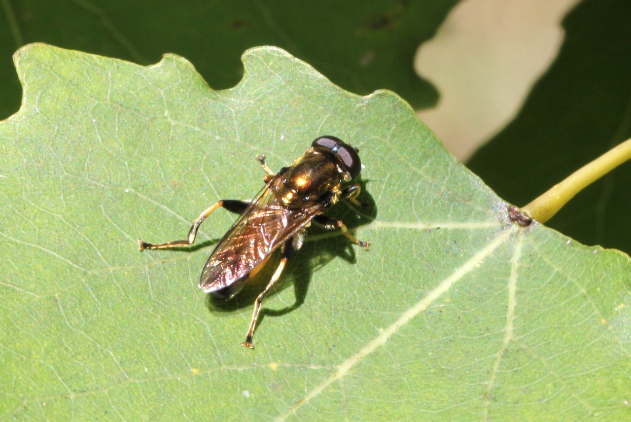 Xylota segnis (Linnaeus, 1758) - Xylote indolente