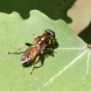 Xylota segnis (Linnaeus, 1758) - Xylote indolente