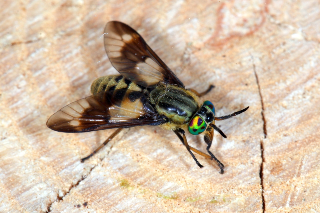 Chrysops relictus Meigen, 1820 (femelle)