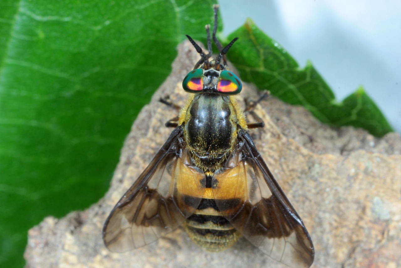 Chrysops viduatus (Fabricius, 1794) (femelle)